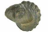 Enrolled, Reedops Trilobite - Atchana, Morocco #252748-1
